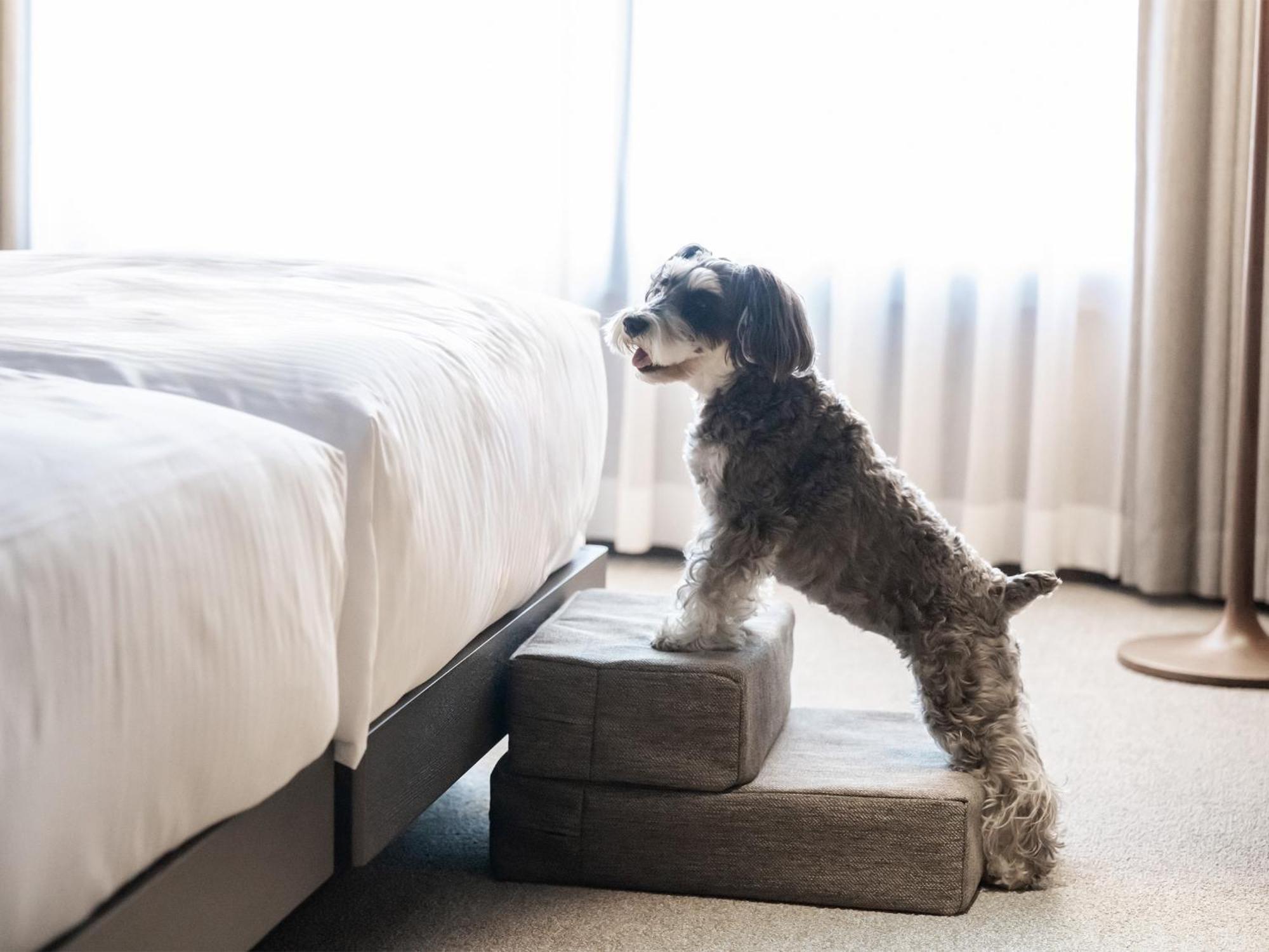 Hotel Anddoggy Kyoto Nijo Екстер'єр фото